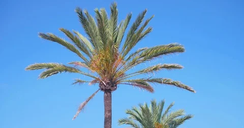 Palm trees against sky as clouds pass by in El Arenal, Mallorca - Spain Stock Footage 86177118