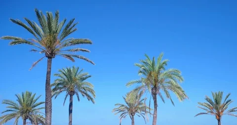 Palm trees against sky as clouds pass by in El Arenal, Mallorca - Spain Stock Footage 86177754