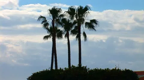 Palm trees against the sky Stock Footage 11874459