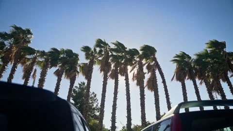 Palm trees against sky Stock Footage 221579835
