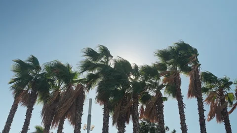 Palm trees against sky Stock Footage 221579915