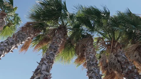 Palm trees against sky Stock-Footage 221580952