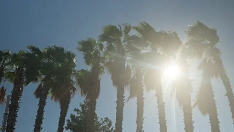 Palm trees against sky Stock Footage 221581330