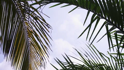 Palm trees against the sky Stock Footage 255766622