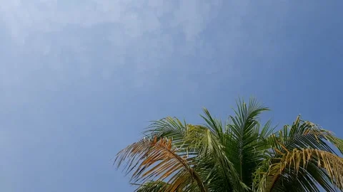 Palm trees against the sky Stock Footage 284442404