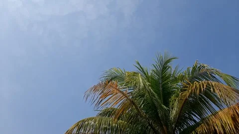 Palm trees against the sky Stock Footage 284442406