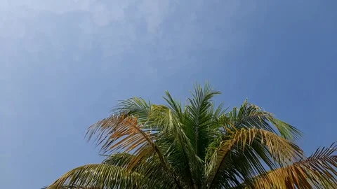 Palm trees against the sky Stock Footage 284442455