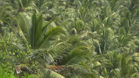 Palm trees against the sky or sea 1 Stock Footage 111258258