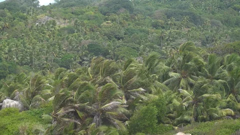 Palm trees against the sky or sea 3 Stock Footage 111264855