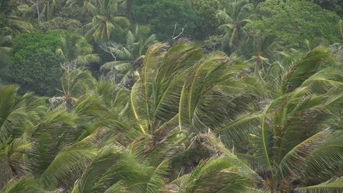 Palm trees against the sky or sea 4 Stock Footage 111265102