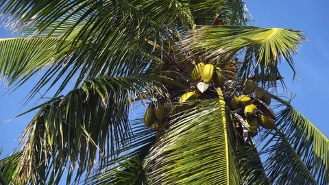 Palm trees against the sky or sea 8 Stock Footage 111367015