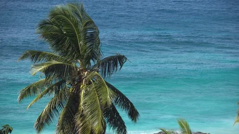 Palm trees against the sky or sea 10 Stock Footage 111367346
