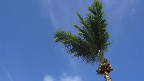 Palm trees against the sky or sea 12 Stock Footage 112140669