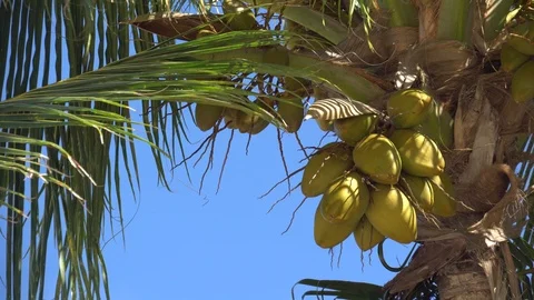 Palm trees against the sky or sea 14 Stock Footage 112141171