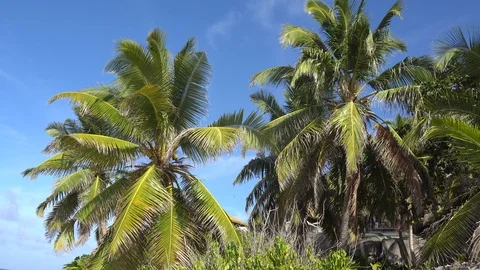 Palm trees against the sky or sea 13 Stock Footage 112141419