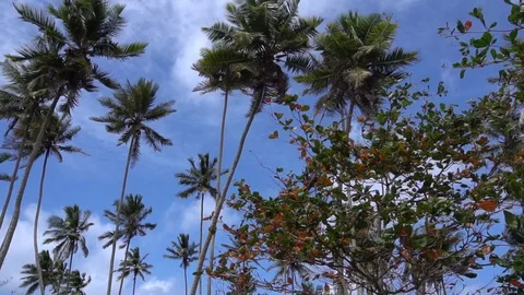 Palm trees against the sky or sea 15 Stock Footage 112142980