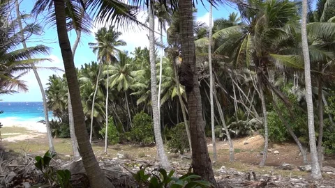 Palm trees against the sky or sea 16 Stock Footage 112143192