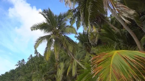 Palm trees against the sky or sea 24 Stock Footage 112184117
