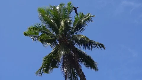 Palm trees against the sky or sea 25 Stock Footage 112186476