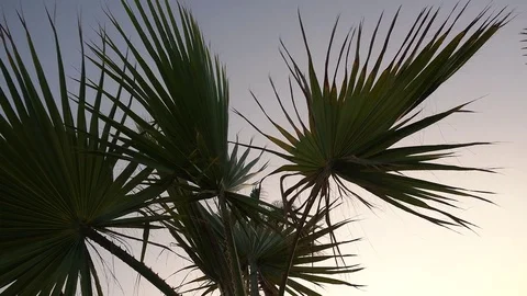 Palm Trees against the sky at sunset in Cyprus Stock-Footage 85203660