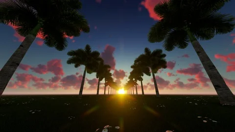 Palm trees against sky at sunset Stock Footage 107269503