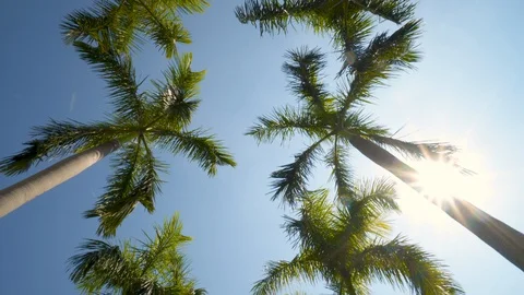 Palm Trees Against a Summer Sky Wide Shot Camera Looking up at Green Palm Trees Stock Footage 124678217