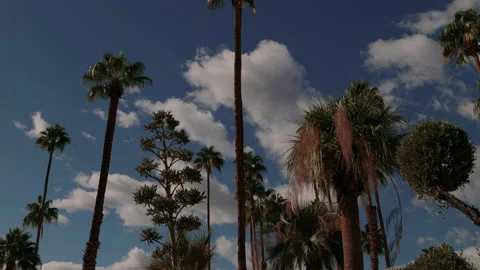 Palm Trees against sunny, cloudy, blue sky. Stock Footage 220519503