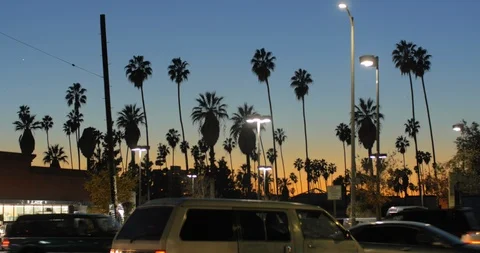 Palm trees against sunset sky in los angeles Stock Footage 87391165