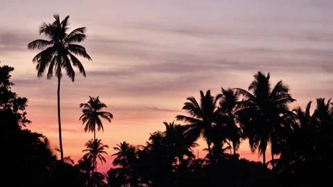Palm trees against the sunset sky Stock Footage 264085585