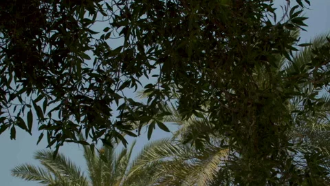 Palm trees in Al Muharraq Stock Footage 274640015