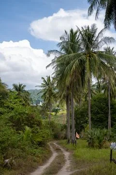 Palm trees along dirt path in tropical Thailand 库存照片