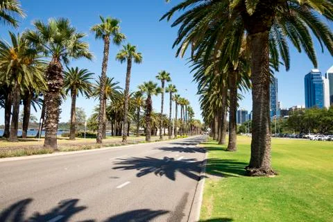 Palm trees along empty Riverside Drive in Perth City Stock Photos