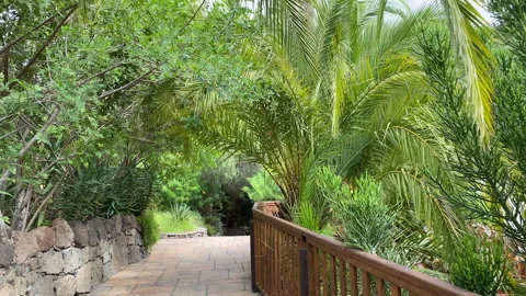 Palm trees along path, Gran Canaria 库存影片 132644710