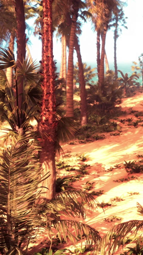 Palm trees along sandy path near the ocean during bright sunlight hours Stock Footage 340270397