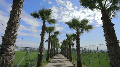 Palm trees along walkway. Stock Footage 49827876