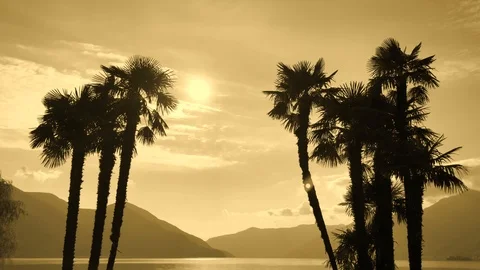 Palm Trees on Alpine Lake with Sunlight and Mountain Stock Footage 111697965