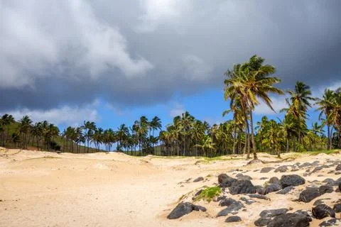 Palm trees on Anakena beach, easter island Stock Photos