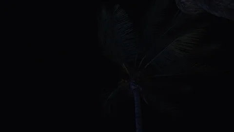 Palm trees and beach night club Stock Footage 113357786