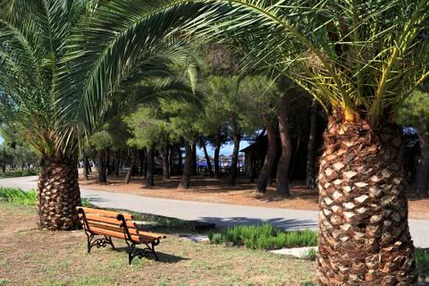 Palm trees and bench 스톡 사진