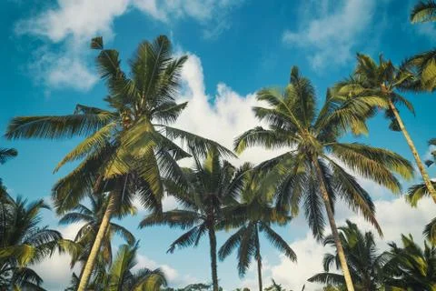 Palm trees and blue cloudy sky tropical landscape background image Stock Photos