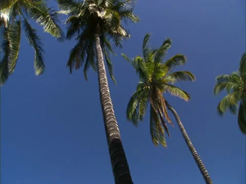 Palm Trees and Blue Sky Stock-Footage 22244765