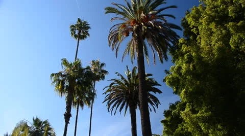 Palm Trees and a Blue Sky Stock Footage 25941197