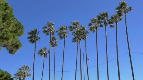 Palm Trees and Blue Sky on Windy Day Stock Footage 47827437