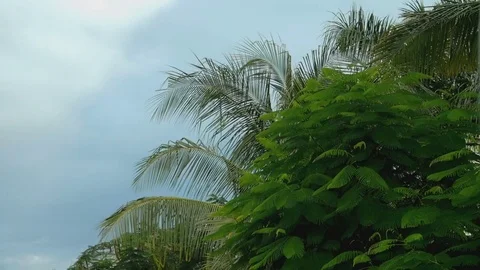 Palm trees and blue sky from a passing car Stock Footage 73588700