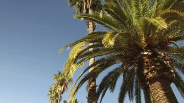 Palm trees and blue sky a sunny day. Stock Footage 85510050