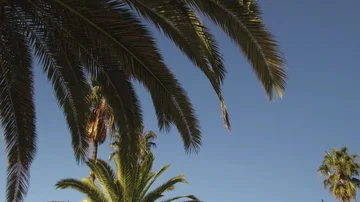 Palm trees and blue sky a sunny day. Stock Footage 85510329