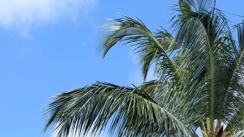 Palm trees and blue sky on a beautiful day 库存影片 118424754