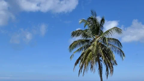 Palm trees and blue sky on a beautiful day Vidéo 118424896