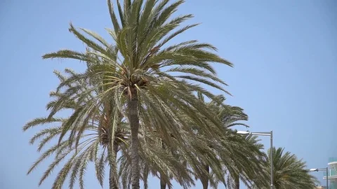 Palm trees and blue sky Stock Footage 128349154