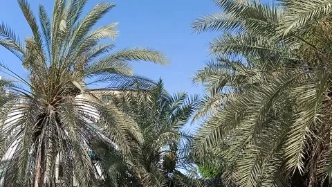 Palm trees and the blue sky Stock Footage 154460029